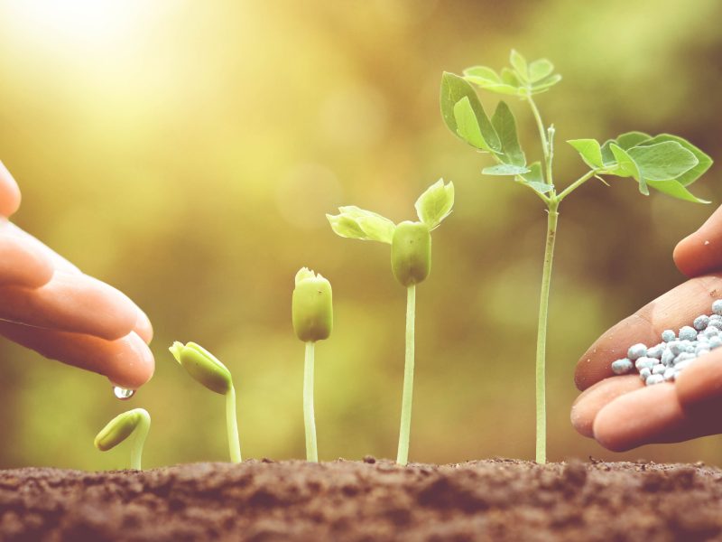 Hand nurturing young plants growing in germination sequence with chemical fertilizer